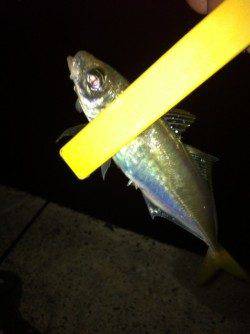 舞洲でアジング　最終まで当たり出続けました