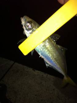 舞洲でアジング　最終まで当たり出続けました…