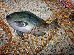 グレのパワフルな引きを楽しめました