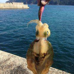 エギング&ショアジギングでアオリ・カンパチ・カマスなど