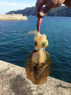 エギング&ショアジギングでアオリ・カンパチ・カマスなど