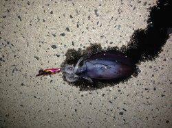 台風後の養老、エギングでアオリ胴長17cm