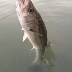 紀ノ川河口でシーバス、シンキングミノーを流しているとヒット！