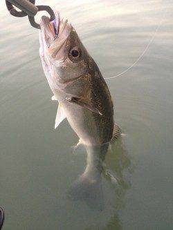 紀ノ川河口でシーバス、シンキングミノーを流しているとヒット！