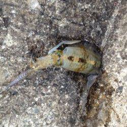 久しぶりに南下してエギングを楽しみました