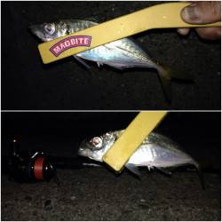 高砂埋立地で大アジ狙い、マグバイトでアジン…