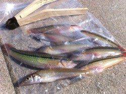 淡路、投げ釣りでキスとベラ