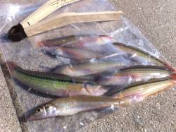 淡路、投げ釣りでキスとベラ