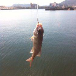 佐野～塩尾エリアでの投げ釣り釣果