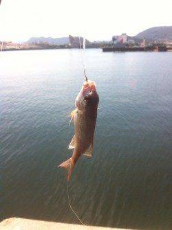 佐野～塩尾エリアでの投げ釣り釣果