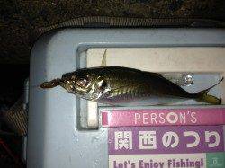 グレのパワフルな引きを楽しめました