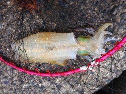 田烏～釣姫でエギング、最大胴長20cm、ヒットカラーはピンクでした