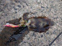 田烏～釣姫でエギング、最大胴長20cm、ヒットカラーはピンクでした