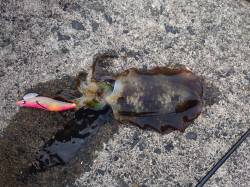 田烏～釣姫でエギング、最大胴長20cm、ヒ…