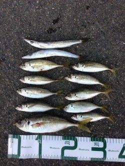 衣奈漁港でアジング　ヒットカラーはクリア系ラメ