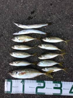 衣奈漁港でアジング　ヒットカラーはクリア系…