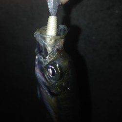 舞洲　底ズル引きオンリーのアジングでアジ数釣り☆