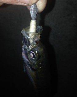 舞洲　底ズル引きオンリーのアジングでアジ数釣り☆