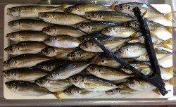 岸和田周辺のアジング クリア系カラーに頻繁なアタリ