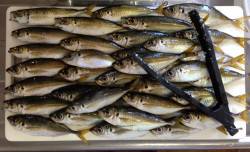 岸和田周辺のアジング クリア系カラーに頻繁…