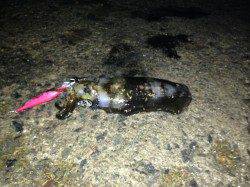 養老でエギング、3投目でヒット。25cm越えGET