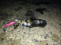 養老でエギング、3投目でヒット。25cm越…