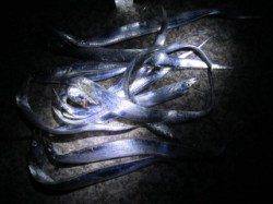 西宮周辺でタチウオワインド　好調でした♪