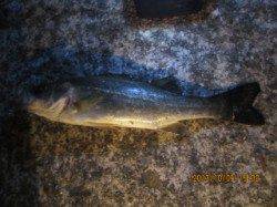 西宮周辺でのワインド＆ズボ釣り釣行