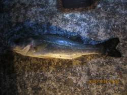 西宮周辺でのワインド＆ズボ釣り釣行