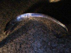 西宮周辺でのワインド＆ズボ釣り釣行