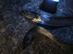 西宮周辺タチウオワインド、3カウントほどで…