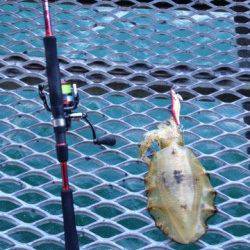 とっとパークでエギング　二投目でいいサイズのアオリ！