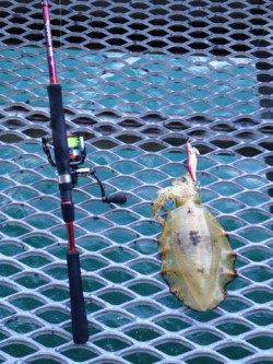 とっとパークでエギング　二投目でいいサイズのアオリ！