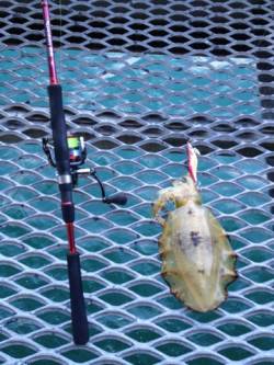 とっとパークでエギング　二投目でいいサイズ…