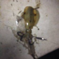 和歌浦漁港でのエギング釣果