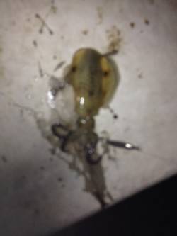 和歌浦漁港でのエギング釣果