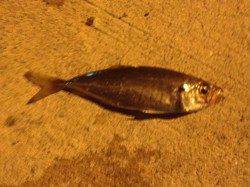 岸和田エリアでのアジング釣果