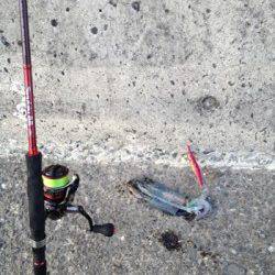 野島・加尾漁港　ランガンエギングで新子サイズ