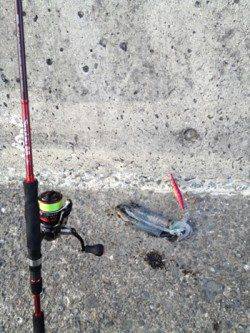 野島・加尾漁港　ランガンエギングで新子サイズ