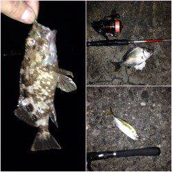 アジングのちチニングでアジ・ガシラ・キビレ