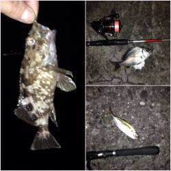 アジングのちチニングでアジ・ガシラ・キビレ