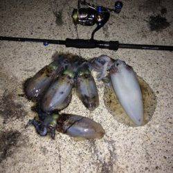 田結漁港でエギング、まだサイズは小さいです