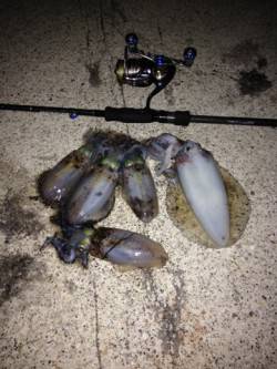 田結漁港でエギング、まだサイズは小さいです…