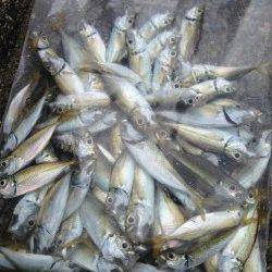 サビキでアジ爆釣☆5cm～20cmこえるサイズも！