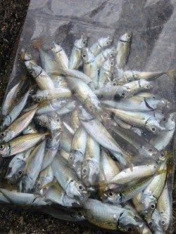 サビキでアジ爆釣☆5cm～20cmこえるサイズも！