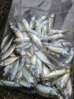 サビキでアジ爆釣☆5cm～20cmこえるサ…