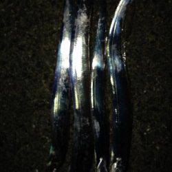 岸和田　バイブレーションでタチウオ狙い　早巻きで反応