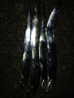 岸和田　バイブレーションでタチウオ狙い　早…