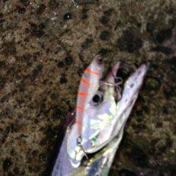 岸和田　バイブレーションでタチウオ狙い　早巻きで反応