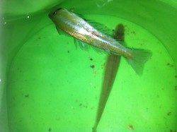 須磨水族館前　好調と聞いた投げ釣りでキス釣行も…